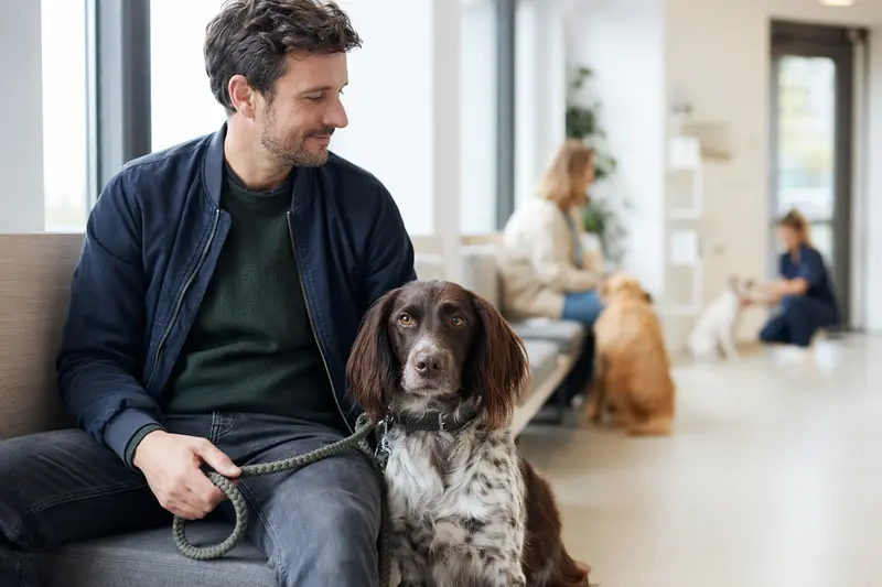 Ein Großer Münsterländer sitzt ruhig neben seinem Besitzer im hellen Wartezimmer einer modernen Tierarztpraxis.